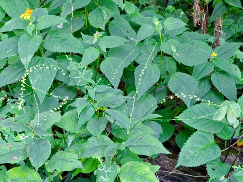 Virginia Knotweed (Persicaria virginiana)