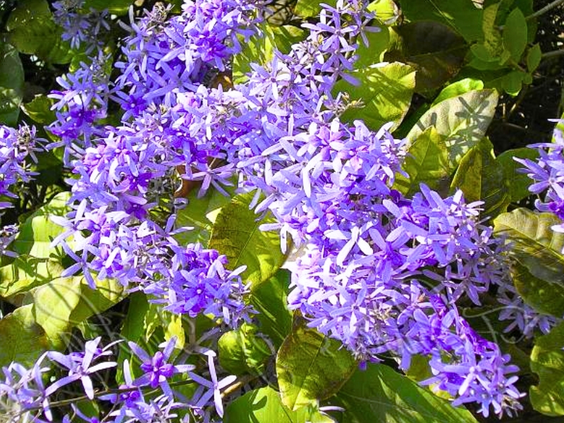 Purple Wreath (Petrea volubilis)