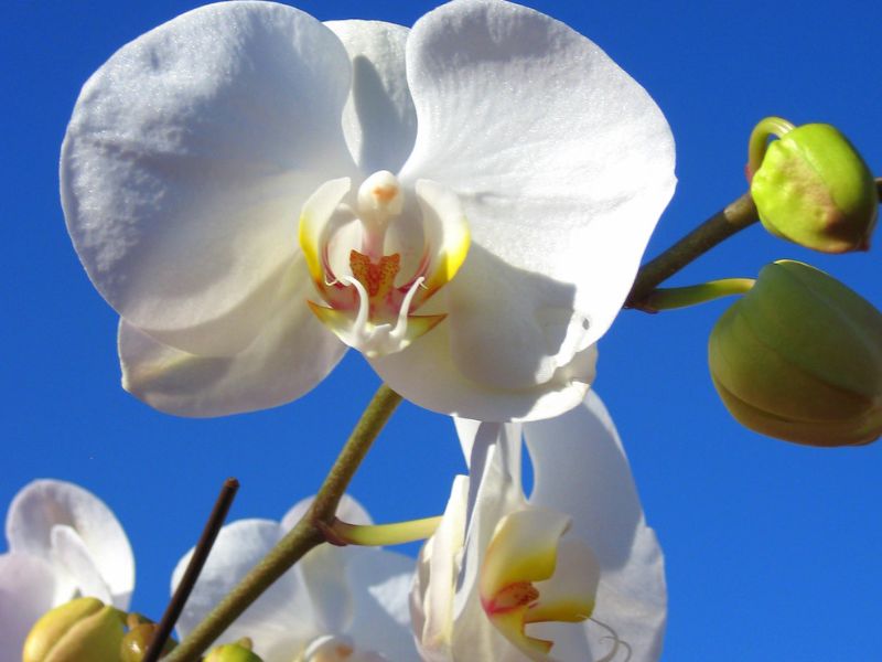 Moth Orchid (Phalaenopsis)