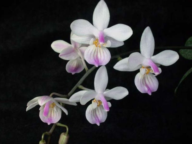 Moth Orchid (Phalaenopsis)