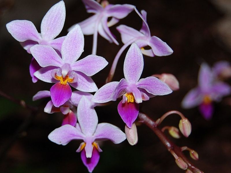 Moth Orchid (Phalaenopsis)