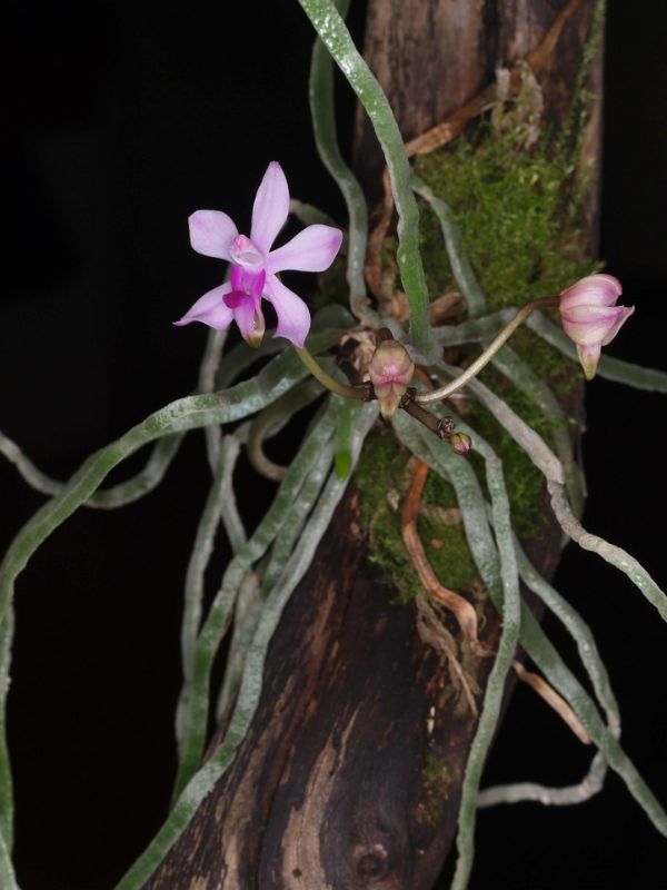 Moth Orchid (Phalaenopsis)