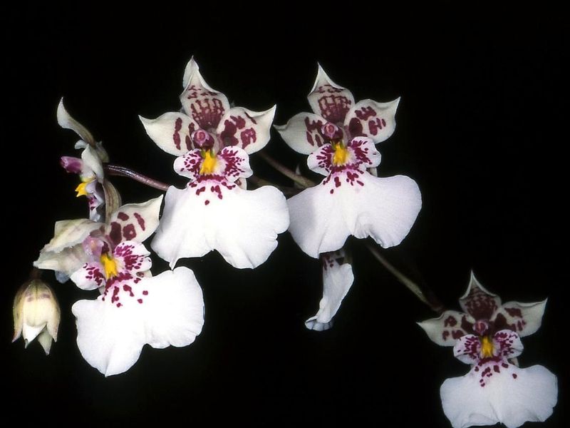 Moth Orchid (Phalaenopsis)