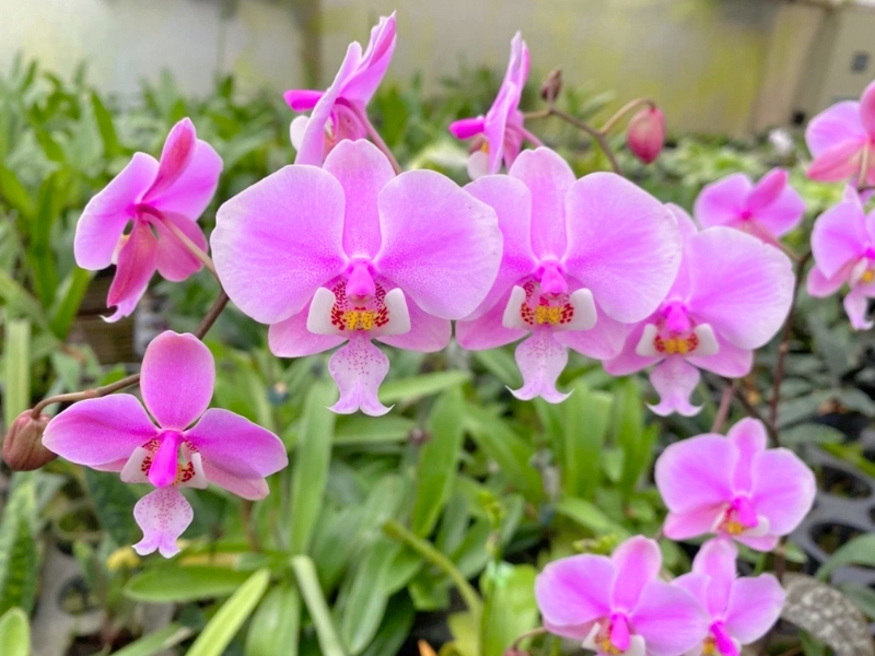 Phalaenopsis (Phalaenopsis schilleriana)