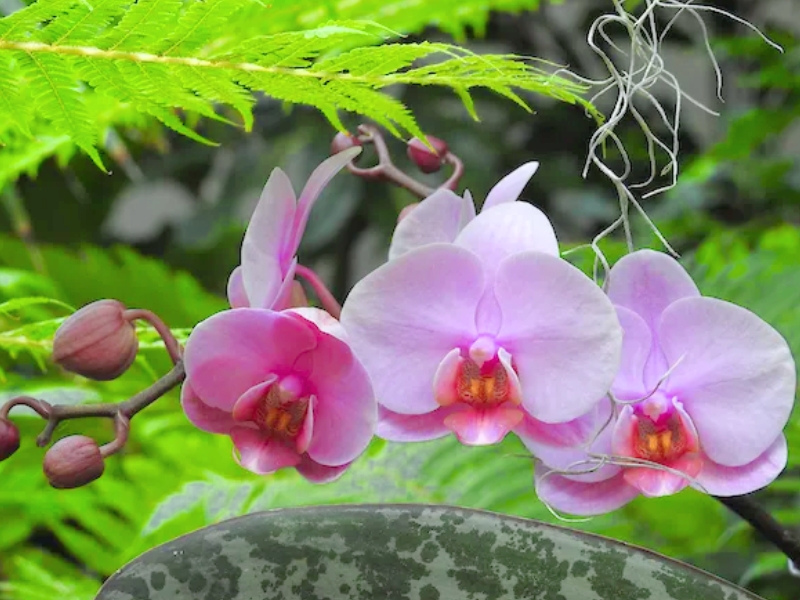 Moth Orchid (Phalaenopsis)