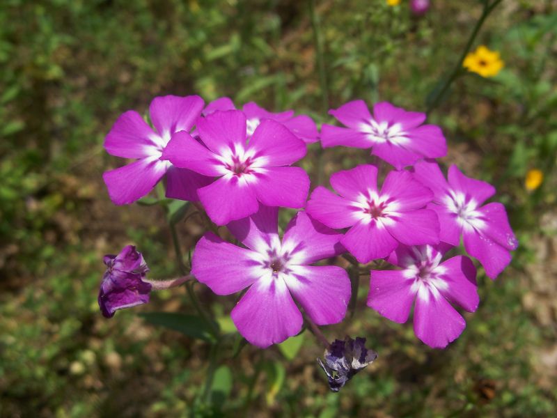 Annual Phlox (Phlox drummondii)