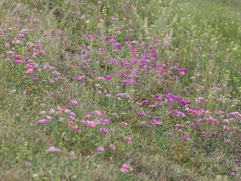 Annual Phlox (Phlox drummondii)