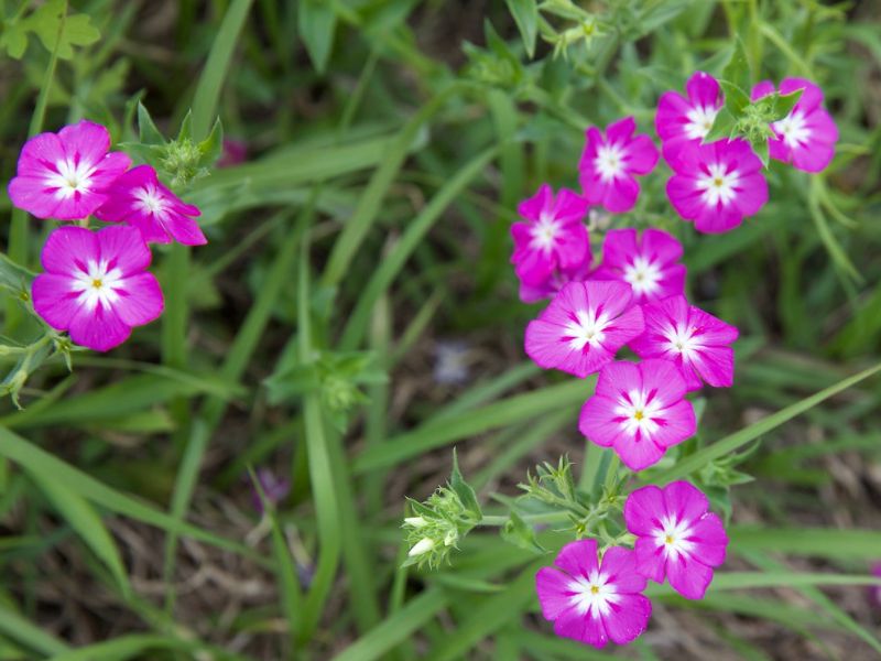 Annual Phlox (Phlox drummondii)