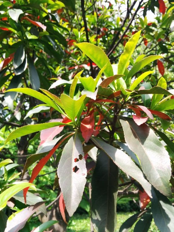 Chinese photinia (Photinia serratifolia)