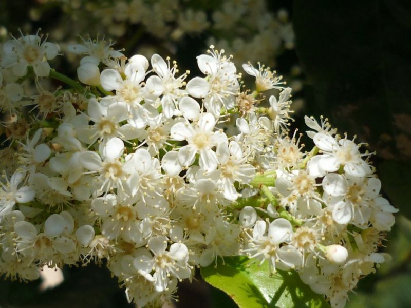 Chinese photinia (Photinia serratifolia)