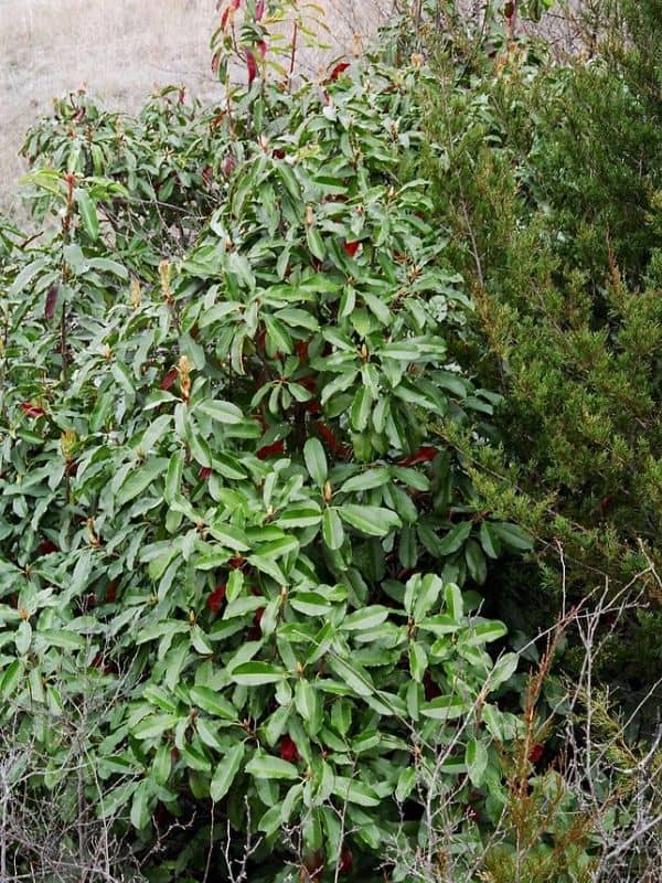 Chinese photinia (Photinia serratifolia)