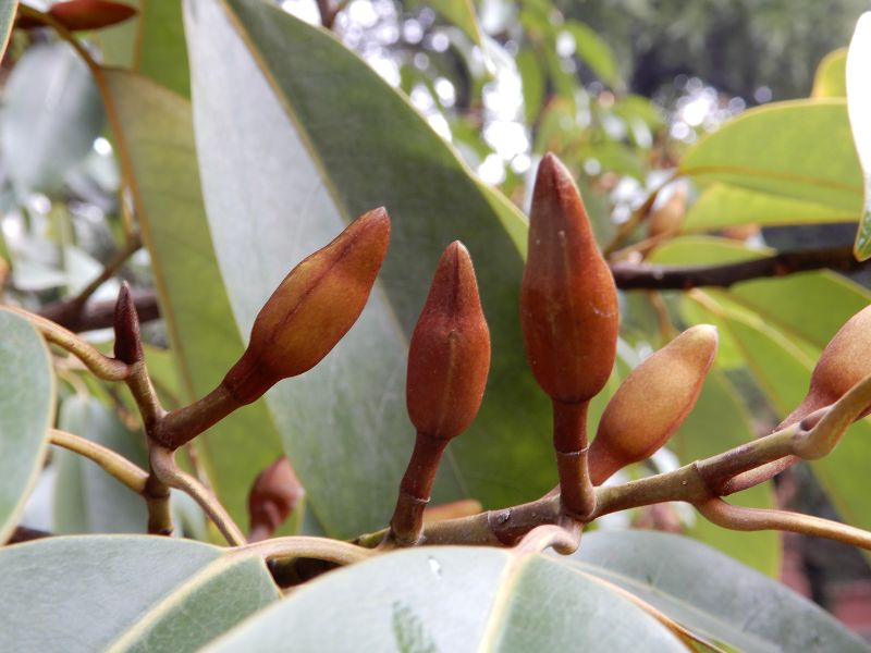 Chinese photinia (Photinia serratifolia)