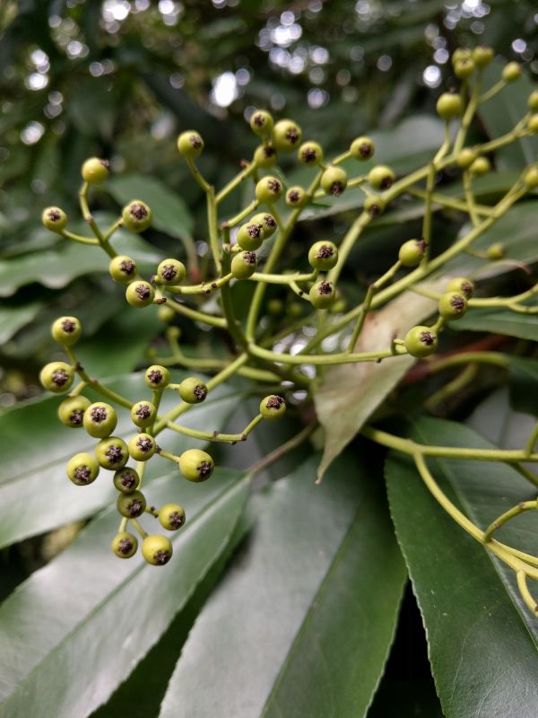 Chinese photinia (Photinia serratifolia)