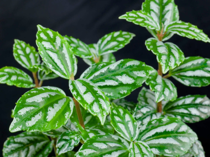 Aluminum Plant (Pilea cadierei)