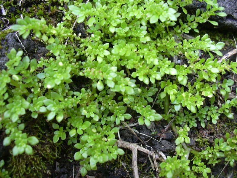 Artillery Plant (Pilea microphylla)