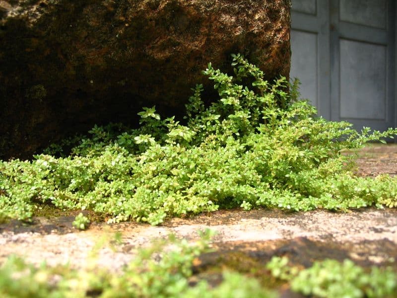 Artillery Plant (Pilea microphylla)