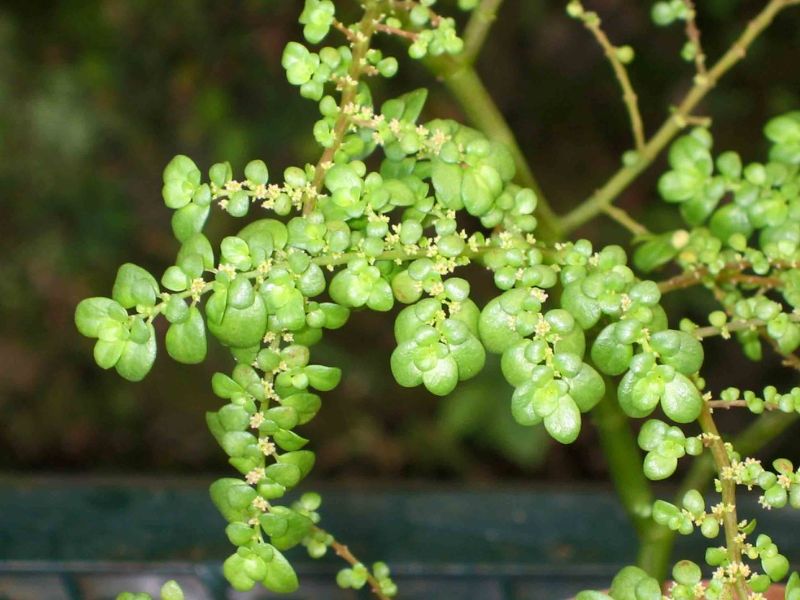 Artillery Plant (Pilea microphylla)