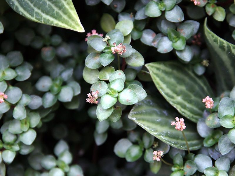 Artillery Plant (Pilea microphylla)