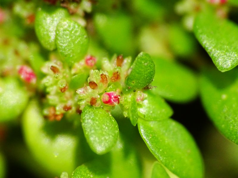 Artillery Plant (Pilea microphylla)