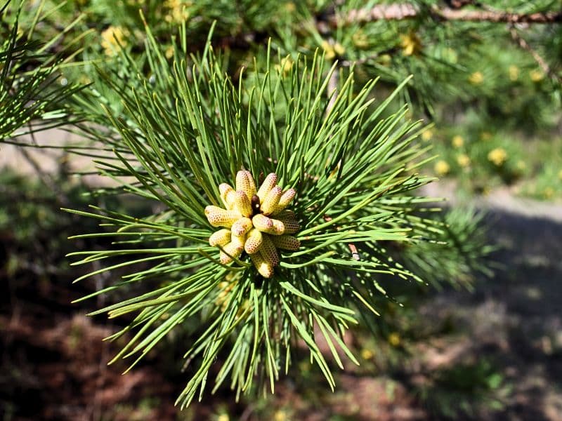 Shortleaf Pine (Pinus echinata)