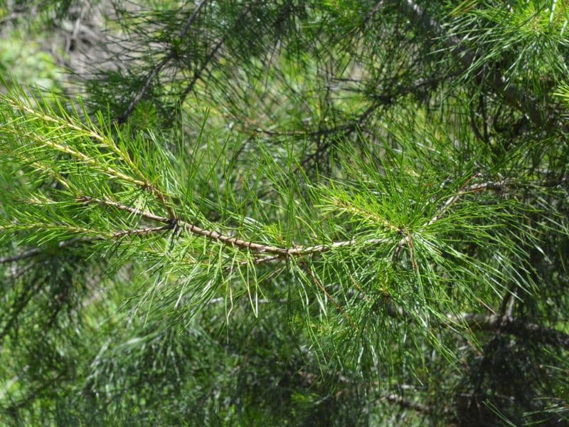 Shortleaf Pine (Pinus echinata)