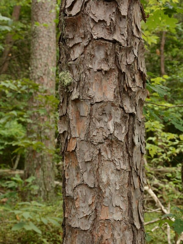 Shortleaf Pine (Pinus echinata)