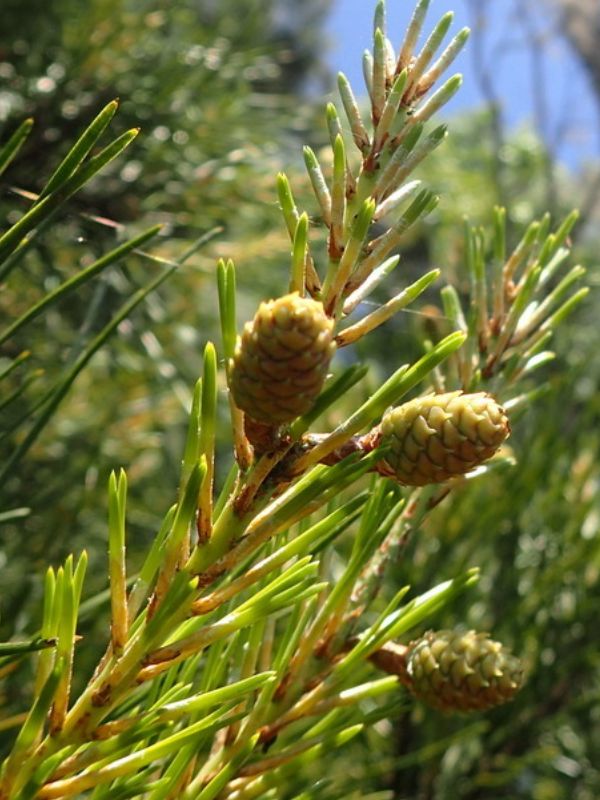 Shortleaf Pine (Pinus echinata)