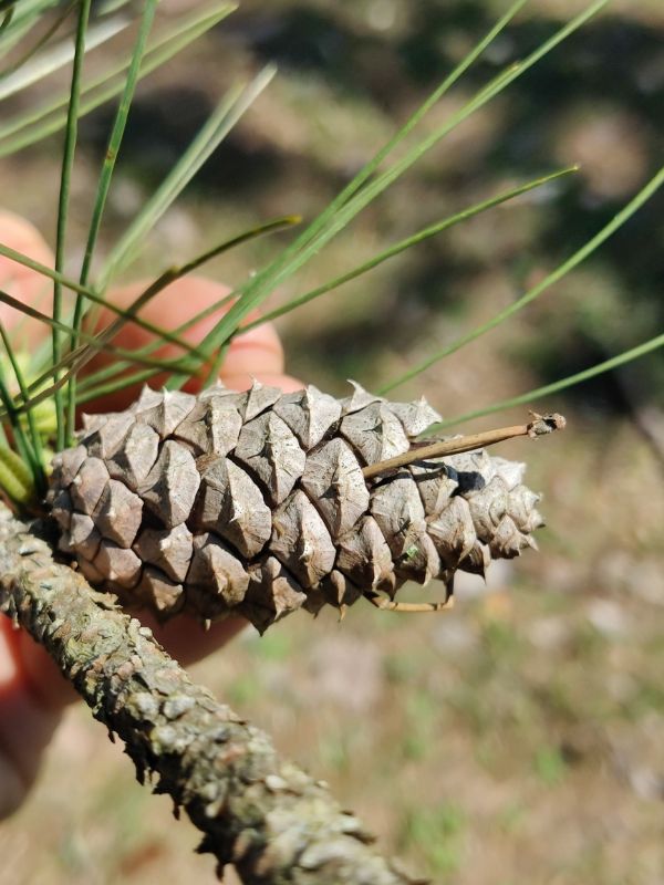 Shortleaf Pine (Pinus echinata)