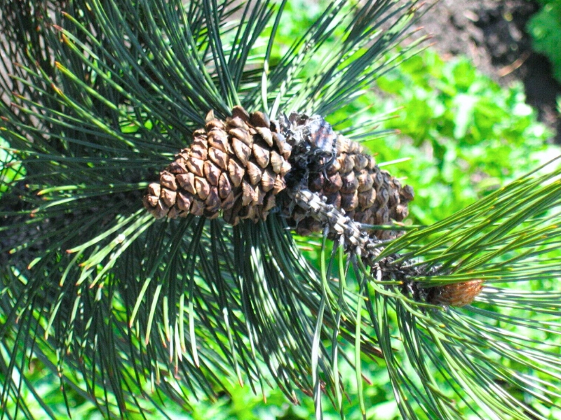 Bosnian Pine (Pinus heldreichii)