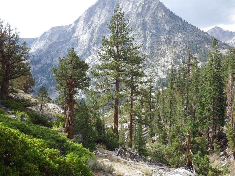 Jeffrey's Pine (Pinus jeffreyi)