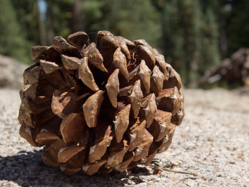 Jeffrey's Pine (Pinus jeffreyi)