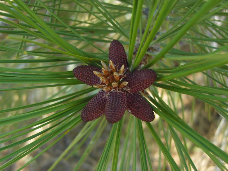 Jeffrey's Pine (Pinus jeffreyi)