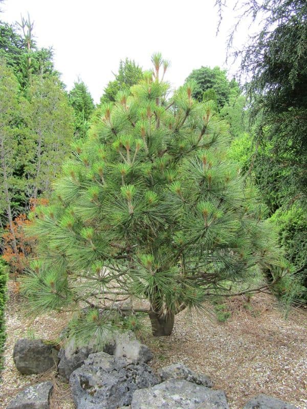 Jeffrey's Pine (Pinus jeffreyi)