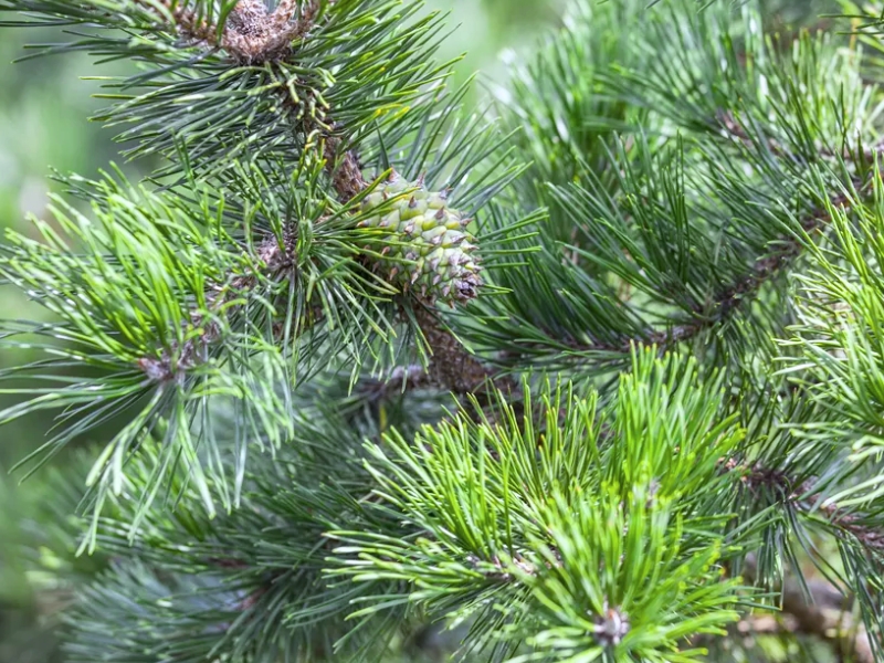 Table Mountain Pine (Pinus pungens)