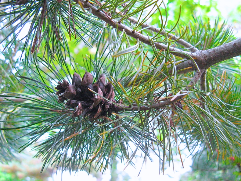 Pitch Pine (Pinus rigida)