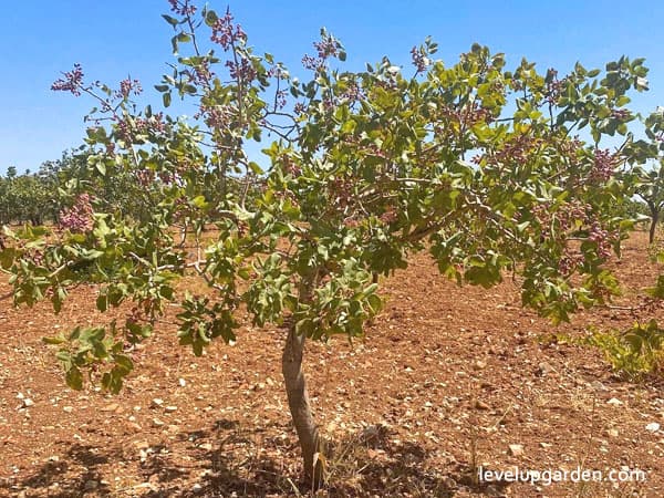 Pistachio Tree (Pistacia vera) Information