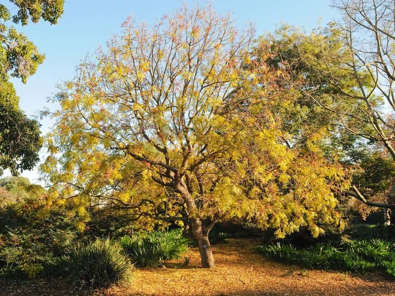 Chinese Pistache (Pistacia chinensis)