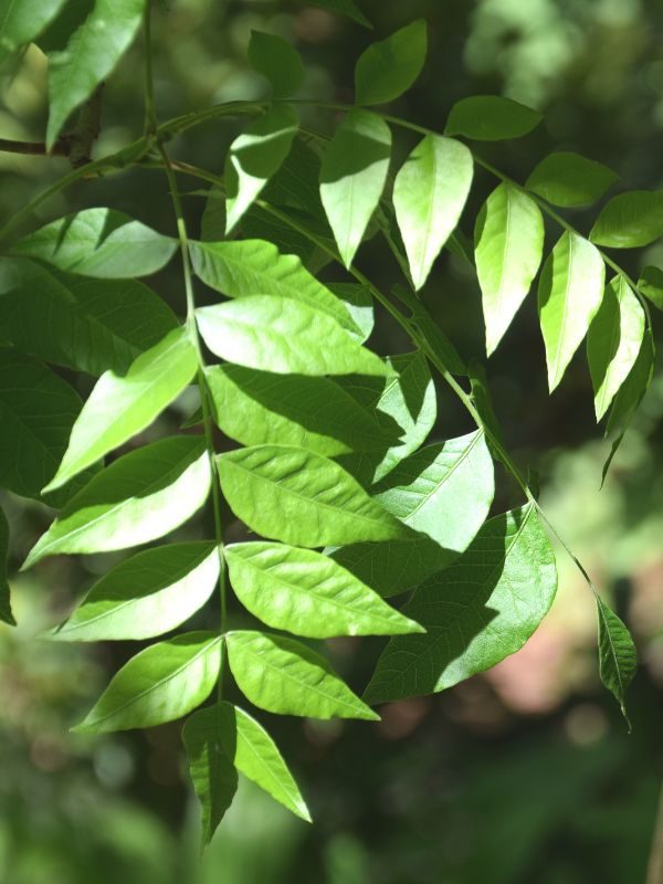 Chinese Pistache (Pistacia chinensis)