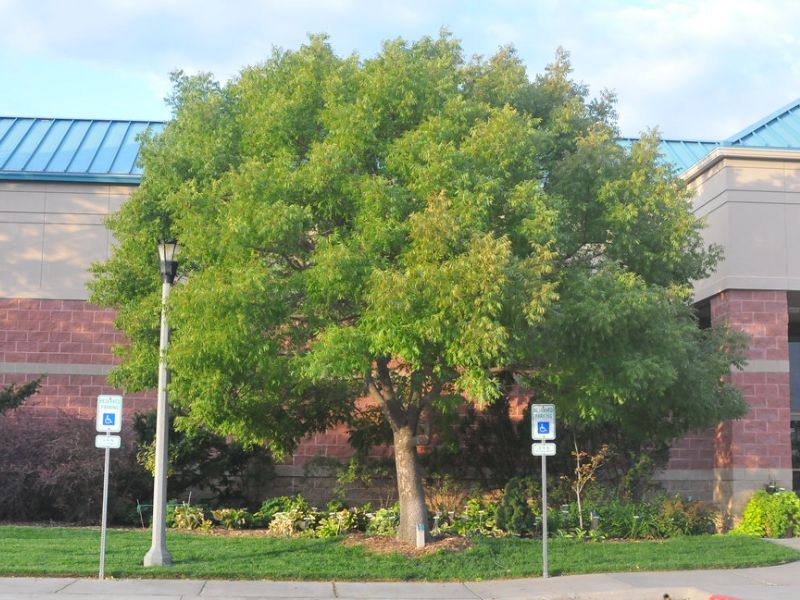 Chinese Pistache (Pistacia chinensis)