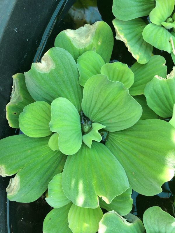 Water Lettuce (Pistia stratiotes)