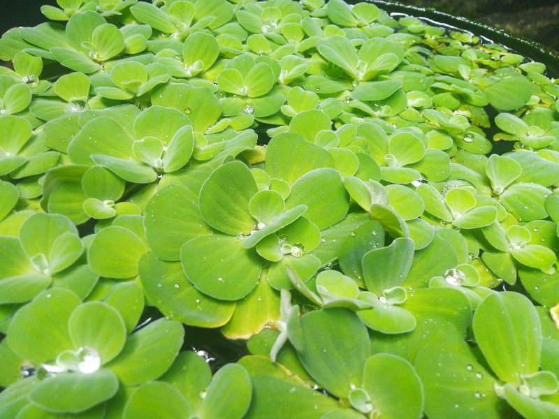 Water Lettuce (Pistia stratiotes)