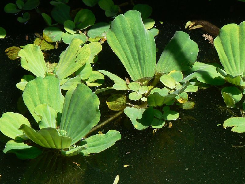 Water Lettuce (Pistia stratiotes)