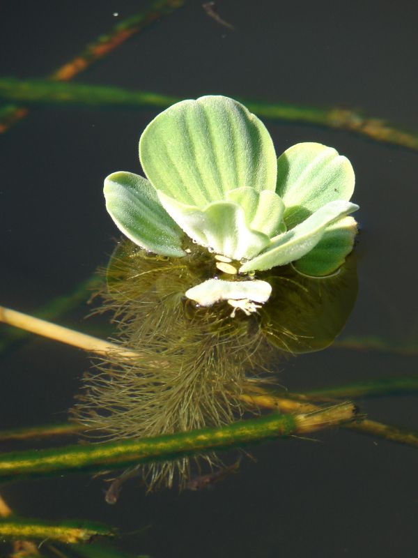 Water Lettuce (Pistia stratiotes)