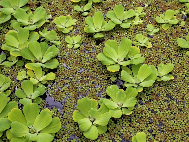 Water Lettuce (Pistia stratiotes)