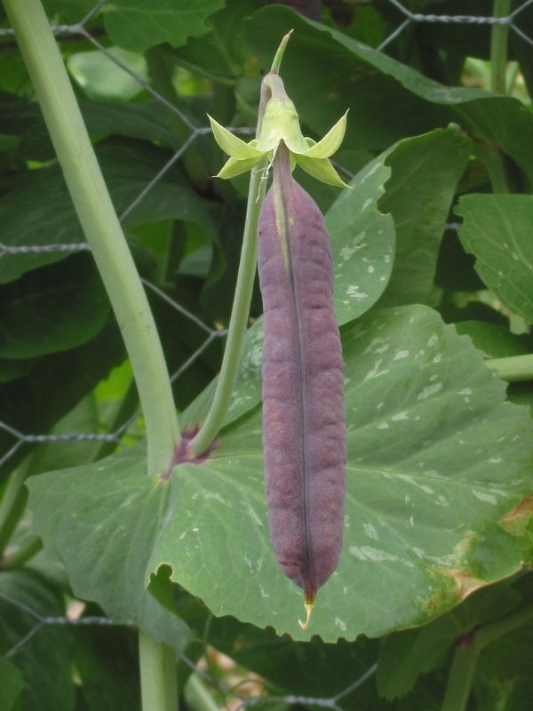 Pea (Pisum sativum)