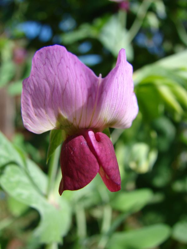 Pea (Pisum sativum)