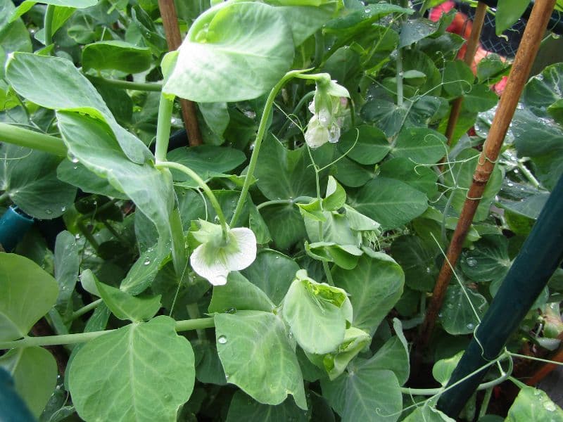 Pea (Pisum sativum)