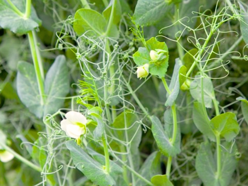 Pea (Pisum sativum)