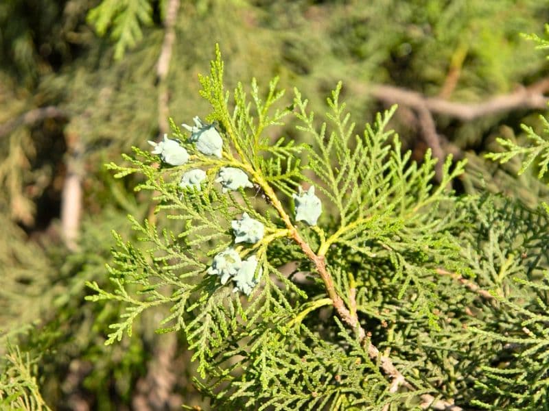 Oriental Arborvitae (Platycladus orientalis)