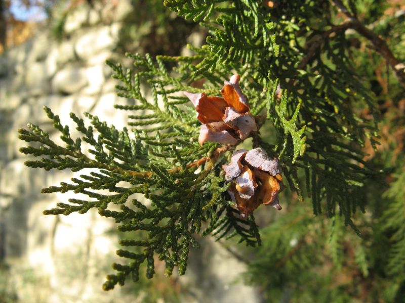 Oriental Arborvitae (Platycladus orientalis)